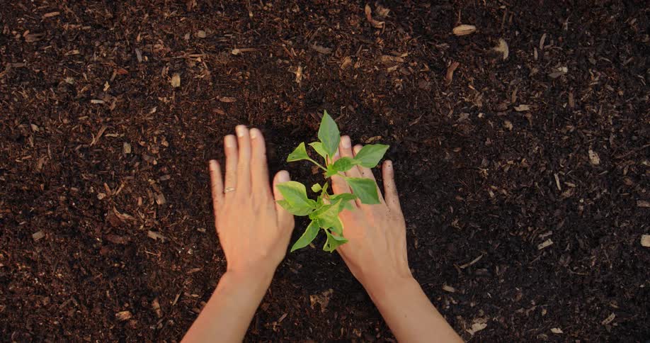 A woman is planting in the brown dirt