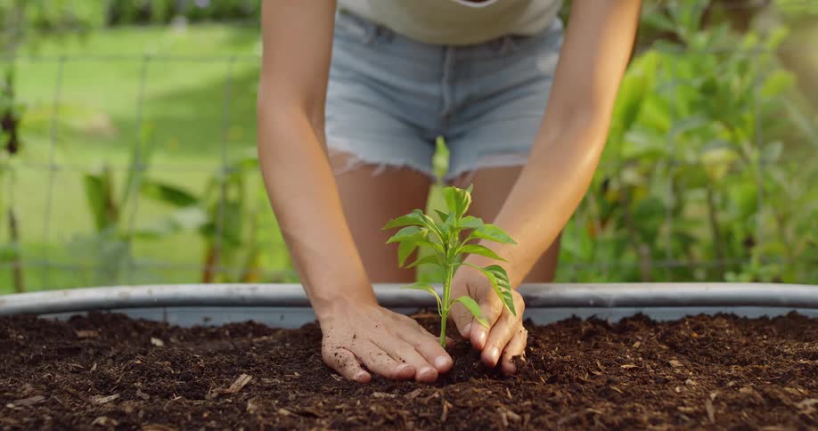 Female gardener planting small plant in large raised planter then patting soil around it