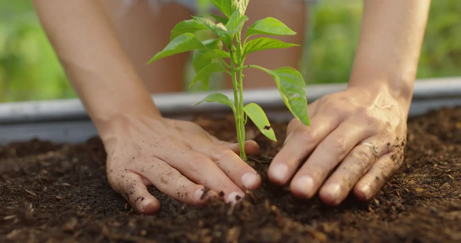 The woman gently plants a small plant in the soil