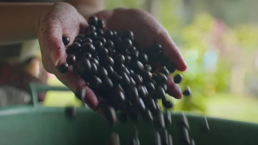 The woman lifts a bunch of berries and drops them
