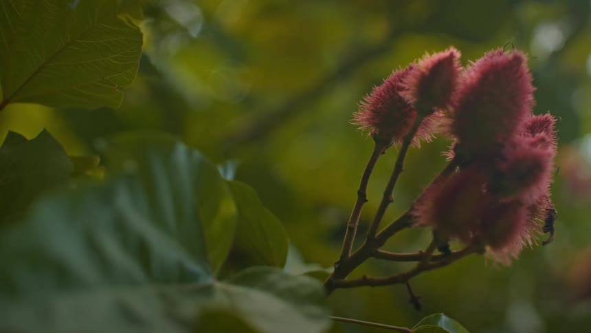 A closeup shot shows the vibrant red spiky pods of an annatto tree gently swaying amongst lush green leaves in a natural setting