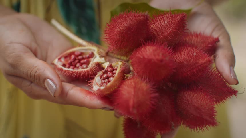 Hands hold a cluster of spiky red fruit with one pod opened to reveal its red seeds