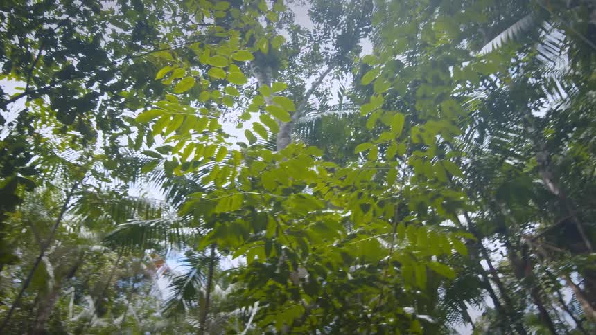 A upwardfacing shot of a lush and dense tropical forest canopy with various shades of green leaves and trees filtering the bright sunlight