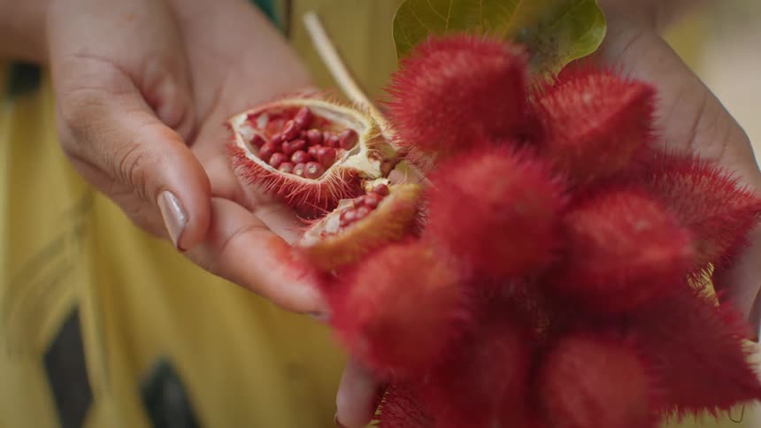 The video shows a person holding several spiky redorange pods one of the pods is split open revealing small red seeds inside