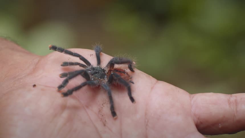 A large tarantula is slowly walking in the palm of a persons hand