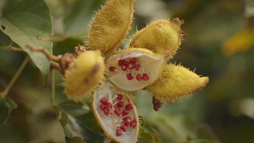 A spiky yellow fruit pod that has opened to reveal its bright red seeds