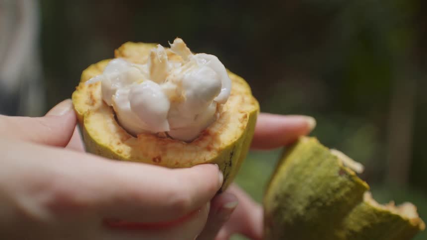 Opened cacao fruit reveals seeds covered by white pulp