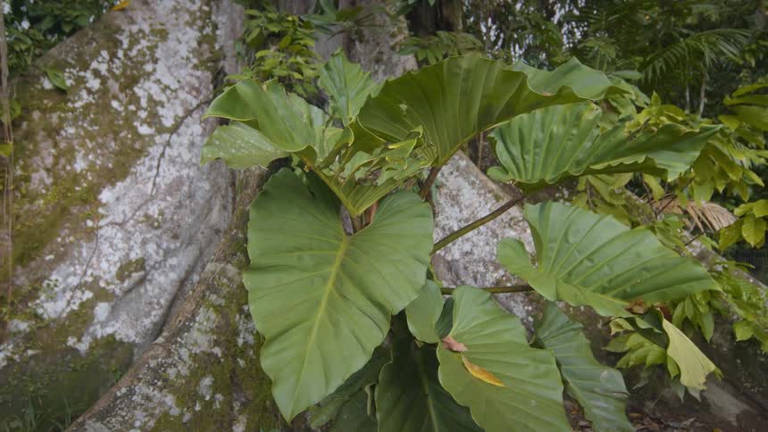 A large tree has big leaves at the base