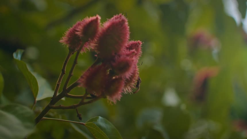 Red spiky annatto fruit on a branch with green leaves in the background