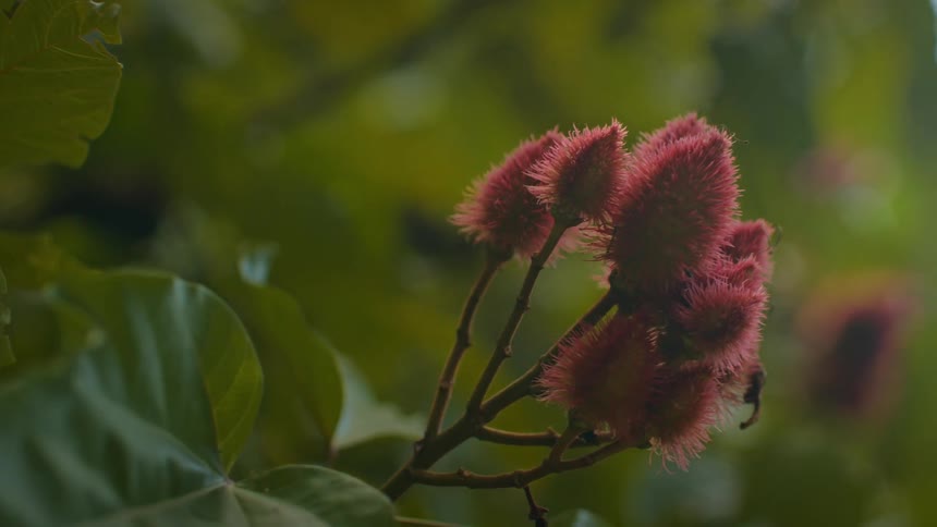 Close up of red plant buds on a branch outdoors during daytime