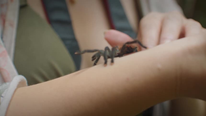 A spider crawls across a person hand