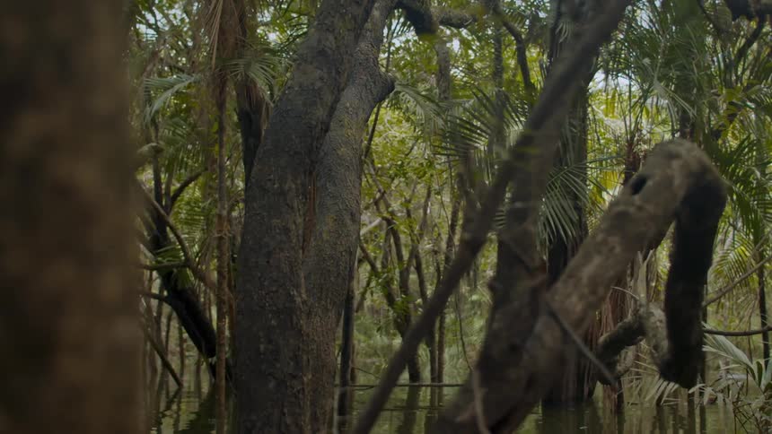 Trees in a swamp grown from the water and have moss hanging on them