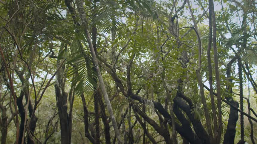 A slow tilting shot moves upwards through a dense flooded forest revealing the tangled trunks and leafy canopy of trees growing from the water