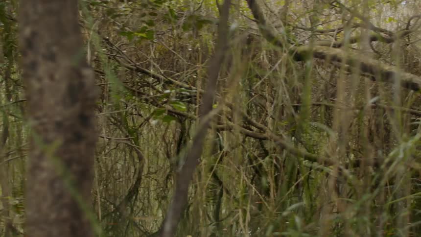 A forest is thick with trees and covered in vines