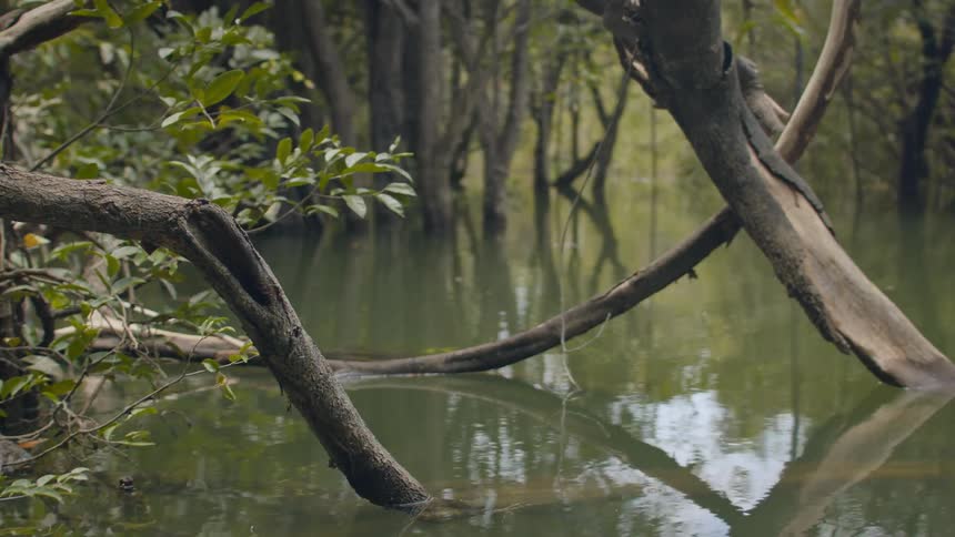 A camera pans down from a bright sky through a canopy of green leaves and bare tree branches to reveal a thick muddy river surrounded by trees