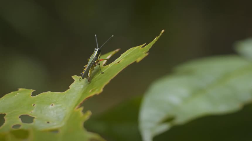 The bug is sitting on the leaf outside