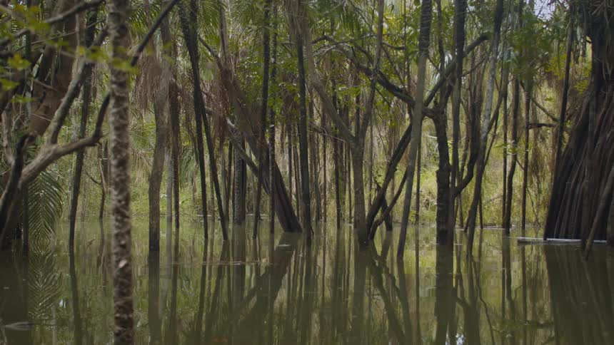 Trees with exposed roots reflect on the water of a flooded area