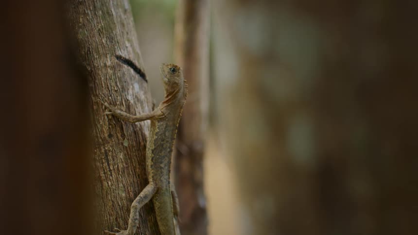Brown lizard climbing a tree trunk in the forest