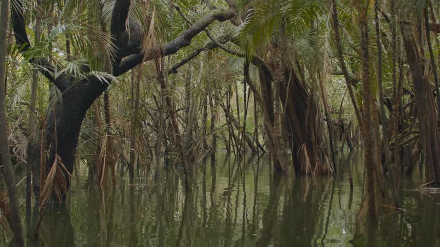 Calm scene of a swampy forest where trunks and roots emerge from shallow water mirrored reflections creating a dense tranquil pattern