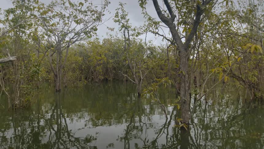 The area of the forest is completely flooded out