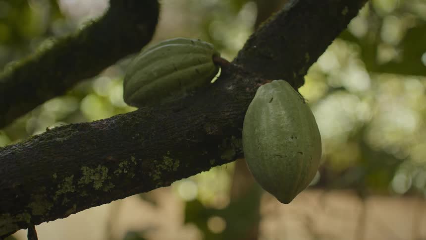 Close up of two green fruits on a branch outdoors during daytime