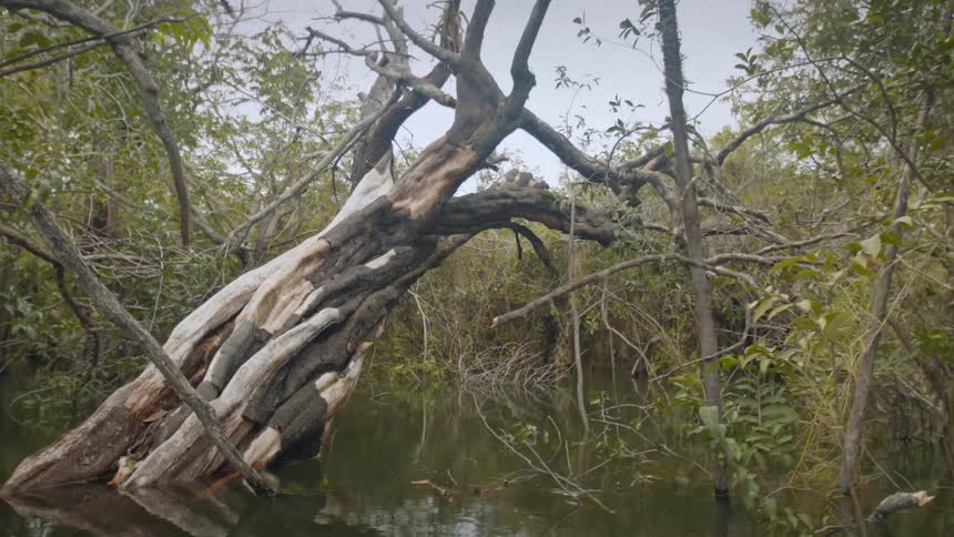 A gnarled trunk lies across still swamp water in a dense mangrove thicket