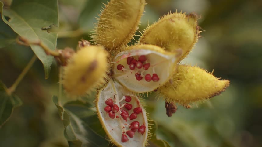 A very close macro view shows several yellow hairy pods on a branch with one pod in the center of the frame splitting open to reveal multiple rows of small bright red seeds inside