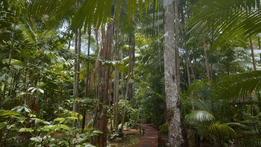 A camera shot tilts down from the leafy canopy to reveal a wooden boardwalk winding through a dense and lush tropical rainforest