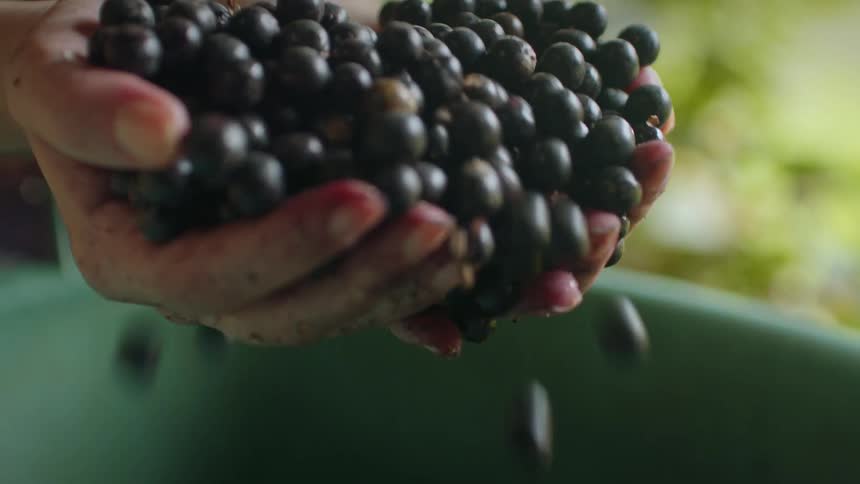 Fresh aa berries spill from cupped hands during a backyard harvest