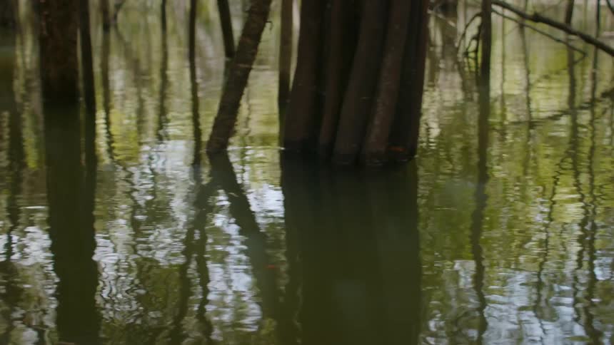 Flooded forest with trees and roots reflected in the water