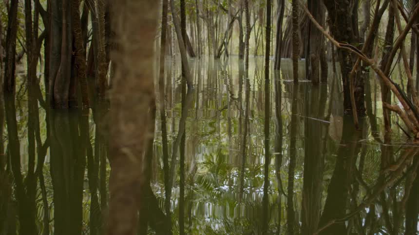 Submerged mangrove trunks rise from glassy water in a shaded wetland