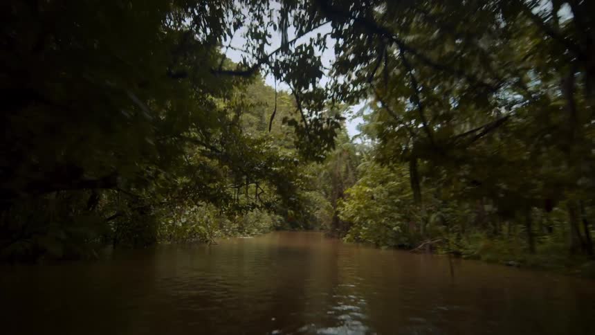 A pointofview shot from the bow of a fastmoving boat captures a thrilling ride down a murky river cutting through a dense lush jungle