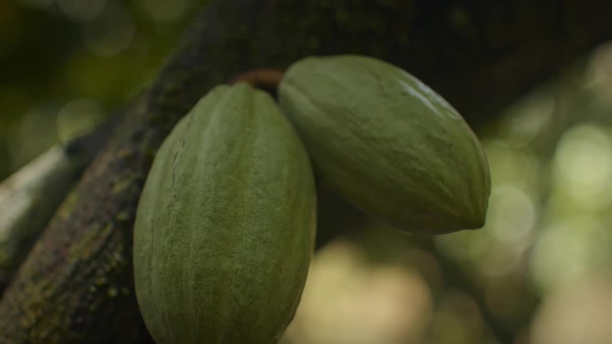 Two green cacao pods growing on the tree trunk