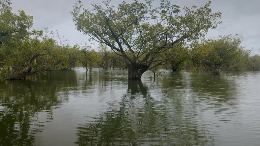 A mangrove forest with a series of trees growing in a river at midday