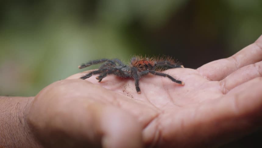 Person holding a black and reddish tarantula in their hand