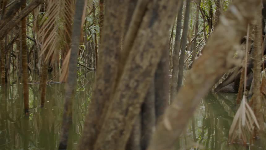 Trees stand in a flooded swamp forest with roots submerged in water