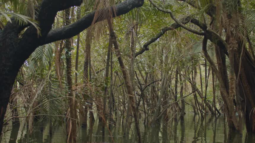 Flooded forest with trees reflected in the still water