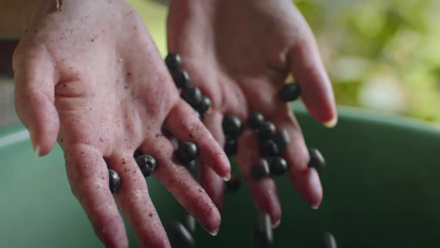 Scoopoing up blueberries from a tub in palm of hands then letting them drop