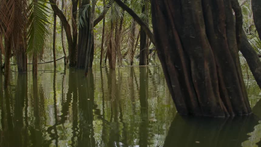 A swampy forest scene with trees standing in still water