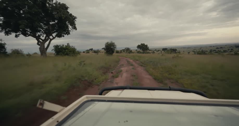 A pointofview shot from a safari vehicle captures the experience of driving down a dirt road through the vast grassy savanna on an overcast day