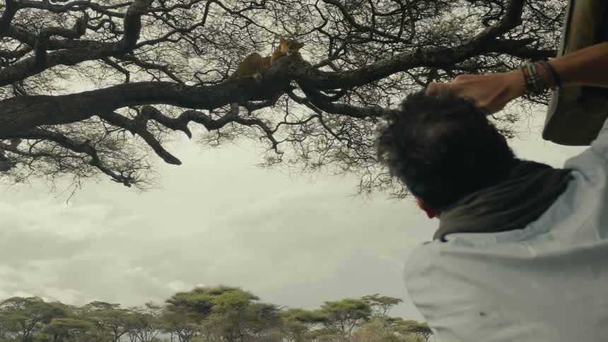 A travel photographer leans out to capture a lioness lounging on an acacia branch under an overcast sky