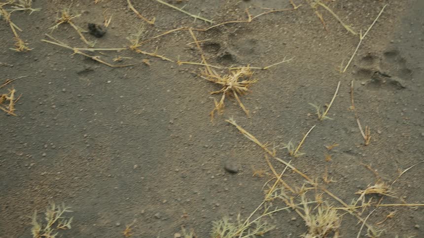 Animal paw prints are in wet sand on a beach