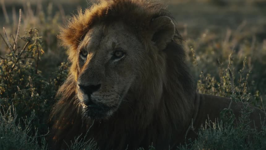 A lion looks around as it rests in the grass