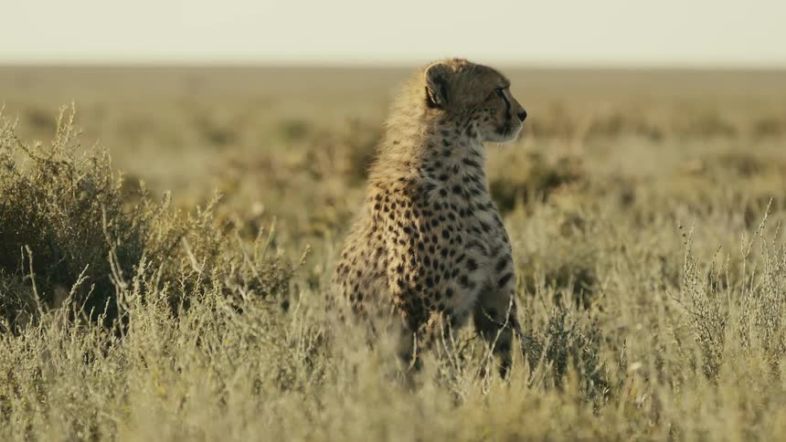 The cheetah lays down in the tall grass