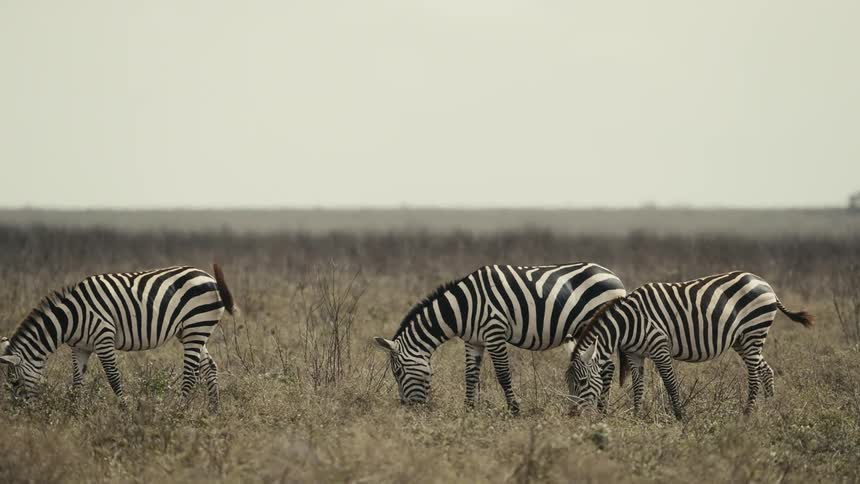 Zebras in a field during the day