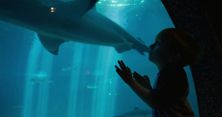 A little boy has his hands on the glass of an aquarium looking at a shark that is passing next to him