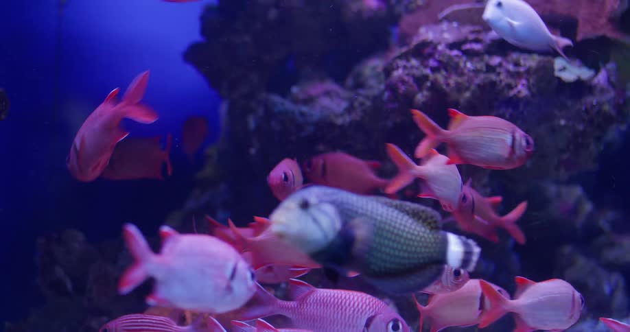 School of colorful fish swims near corals in an aquatic environment