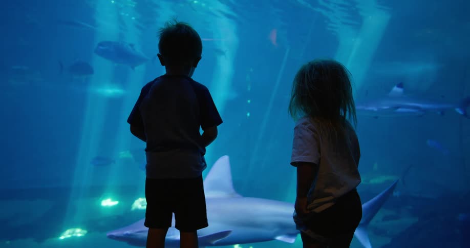 Two children watch sharks and fish in an illuminated aquarium