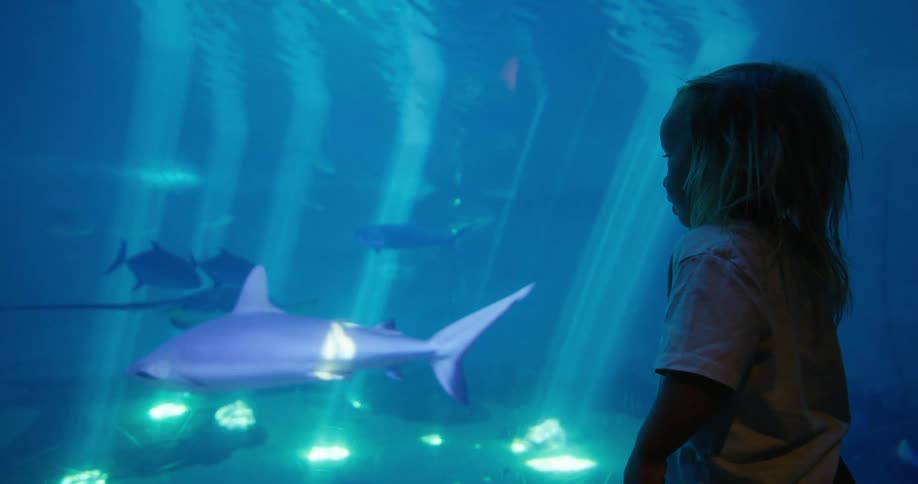 Little girl watching shark and other marine life in an aquarium