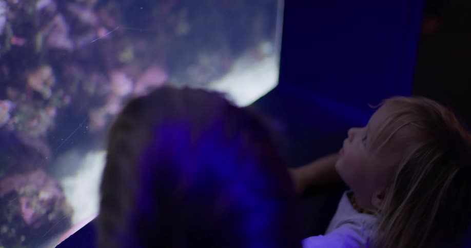 Children look at and point to the fish in the aquarium